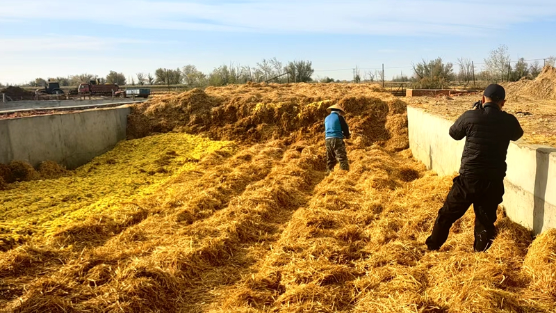 微貯技術“點渣成金” 籽瓜皮渣變身生物飼料新寵